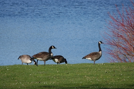 Canadian geese sitting next to a pond